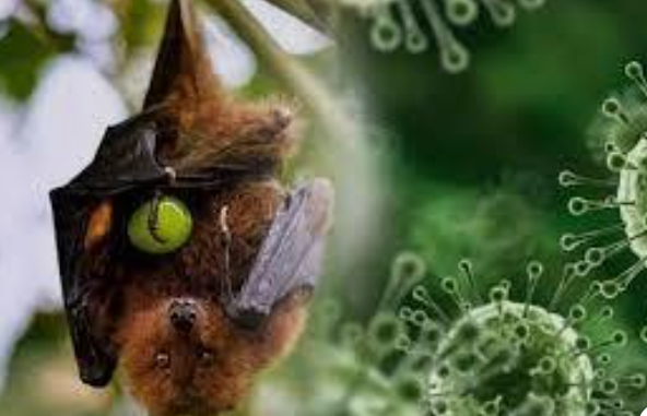 Phuket Thailand Pastikan Tak Ada Temuan Kasus Virus Nipah